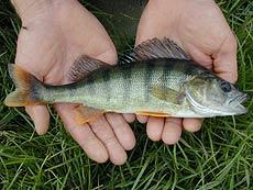 Pesce persico - Perca fluviatilis