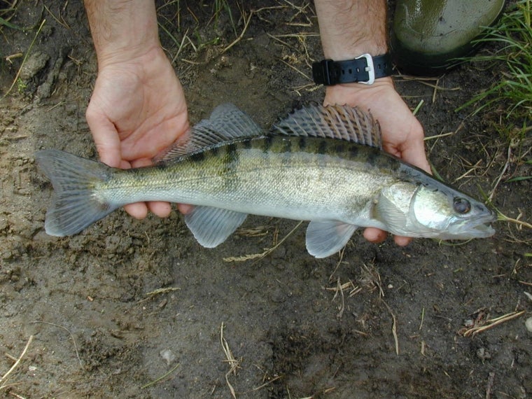 Lucioperca - Stizostedion lucioperca