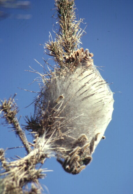 Processionaria del pino