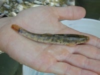 Schmerle - Barbatula barbatula