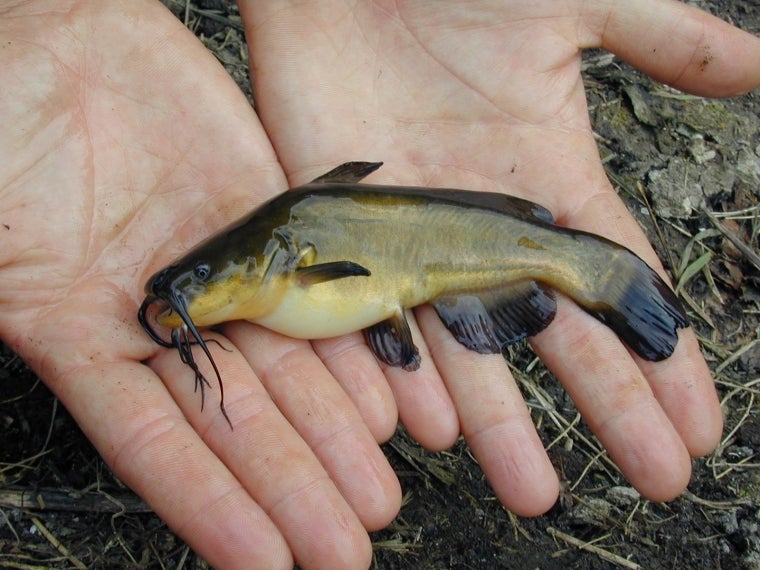 Pesce gatto - Ictalurus melas