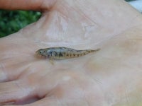 Martens Grundel - Padagobius martensi