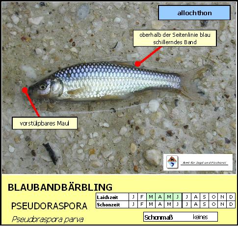 Blaubandbärbling - Pseudorasbora parva
