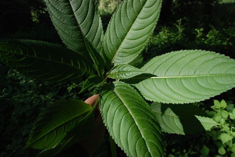 Balsamina maggio 2011 biotopo Wangerau