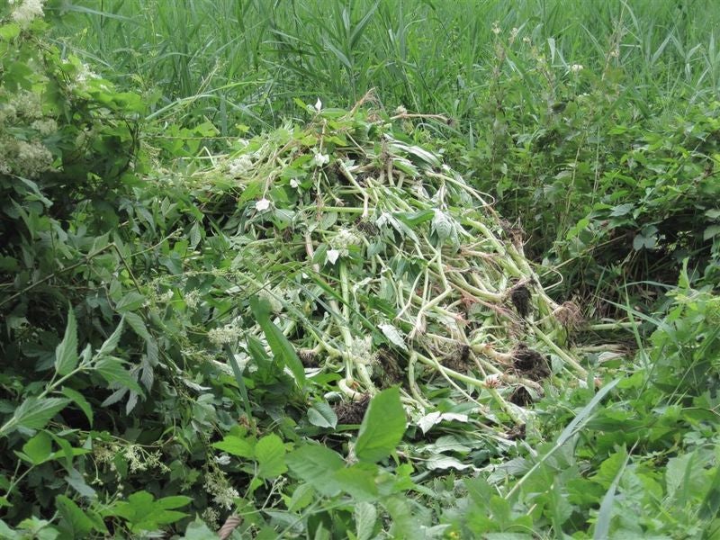 Balsamina luglio 2011 biotopo Wangerau