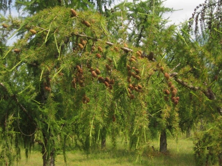 Ramo di larice con numerose pigne