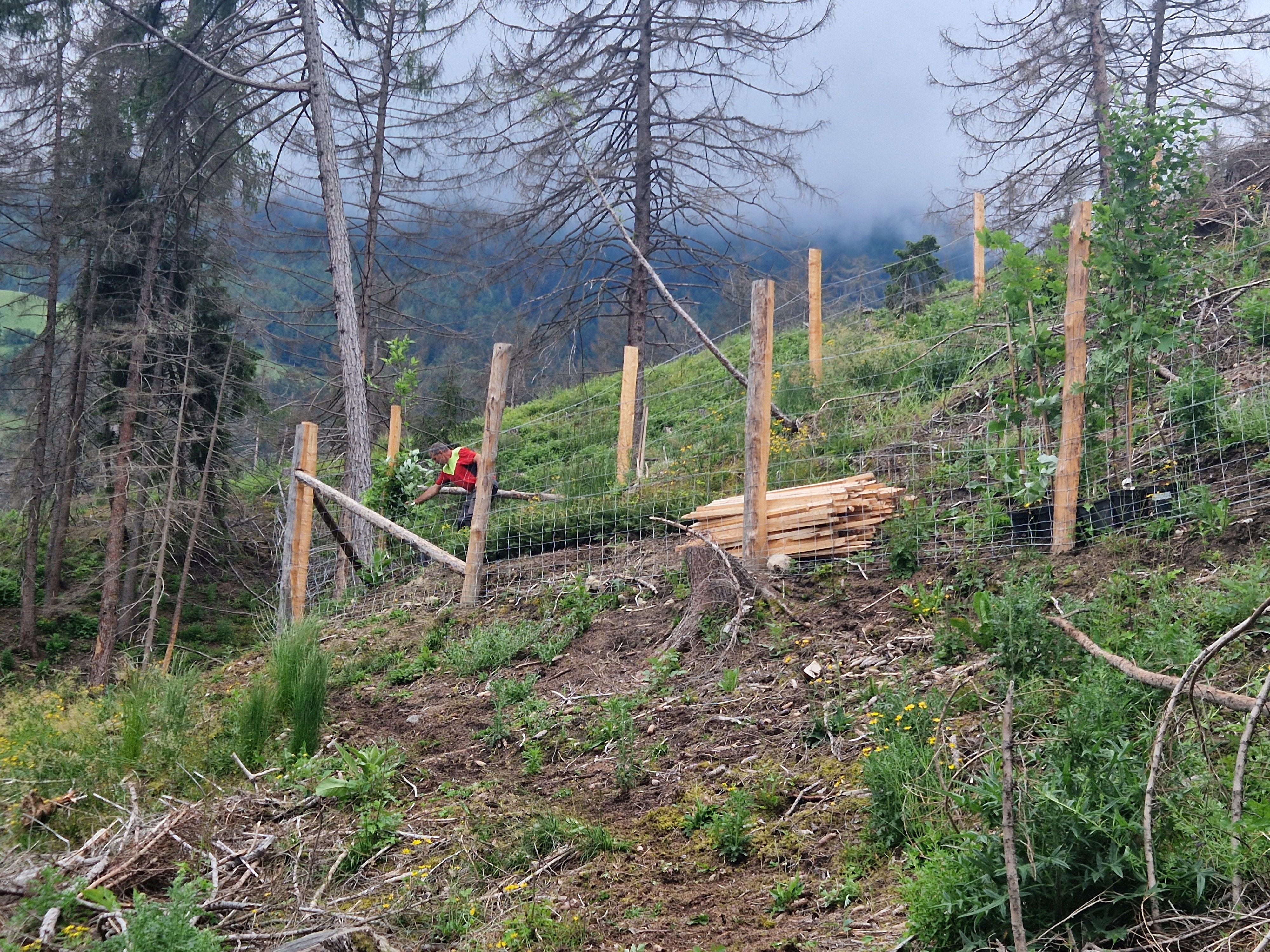 Creazione di isole di alberi madre
