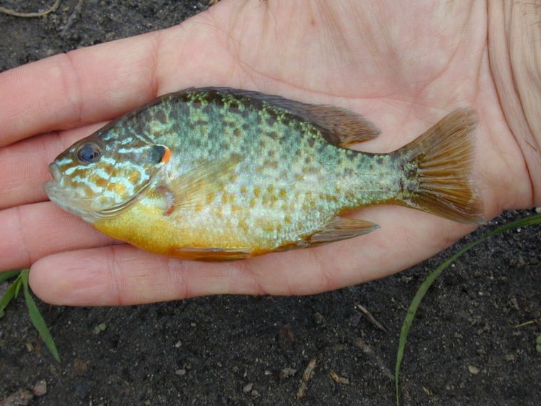 Persico sole - Lepomis gibbosus