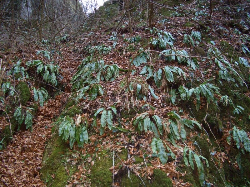 Felci: lingua cervina o di cane