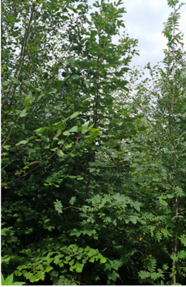 Acero montano nello strato intermedio(albero-Z)