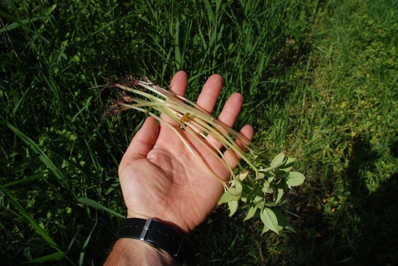 Balsamina maggio 2011 biotopo Wangerau