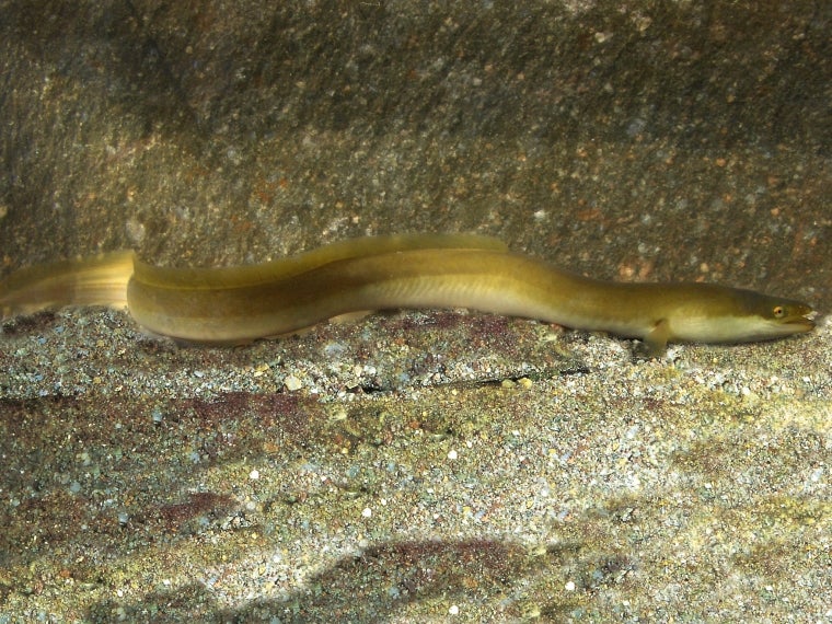 Anguilla - Anguilla anguilla