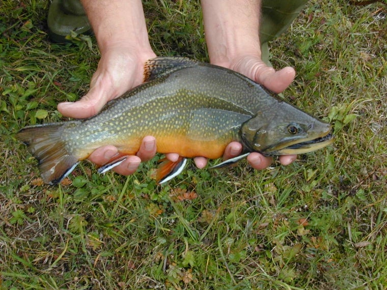 Salmerino di fontana - Salvelinus fontinalis
