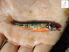 Elritze, Pfrille - Phoxinus phoxinus