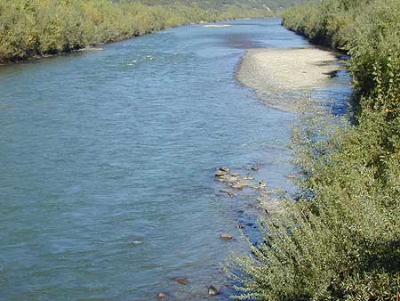 Temolo - Thymallus thymallus