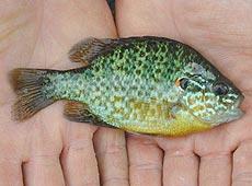 Sonnenbarsch - Lepomis gibbosus