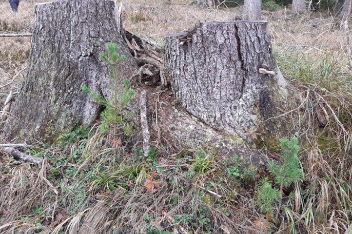 Impianto nella ceppaia