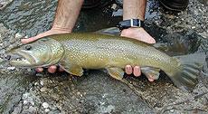 Marmorierte Forelle - Salmo trutta marmoratus