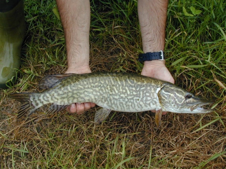 Luccio - Esox lucius