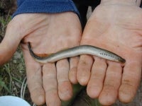 Lampredina - Lampetra planeri