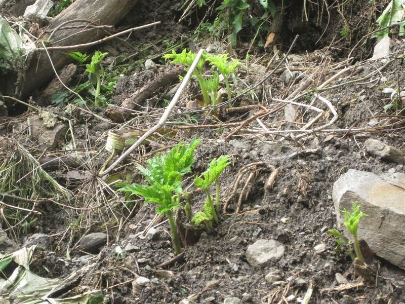 Panace di Mantegazza