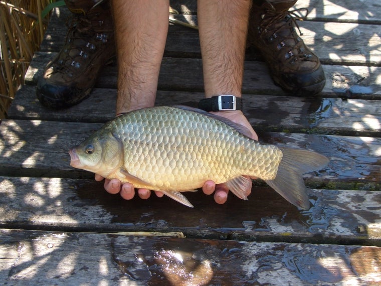 Carassio - Carassius carassius