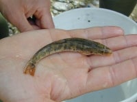 Cobite barbatello - Barbatula barbatula