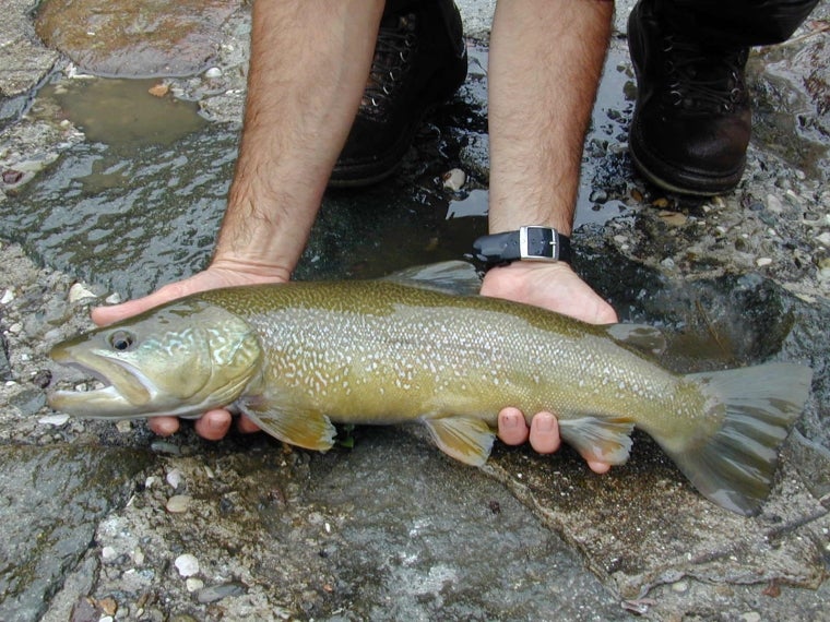 Trota marmorata - Salmo trutta marmoratus