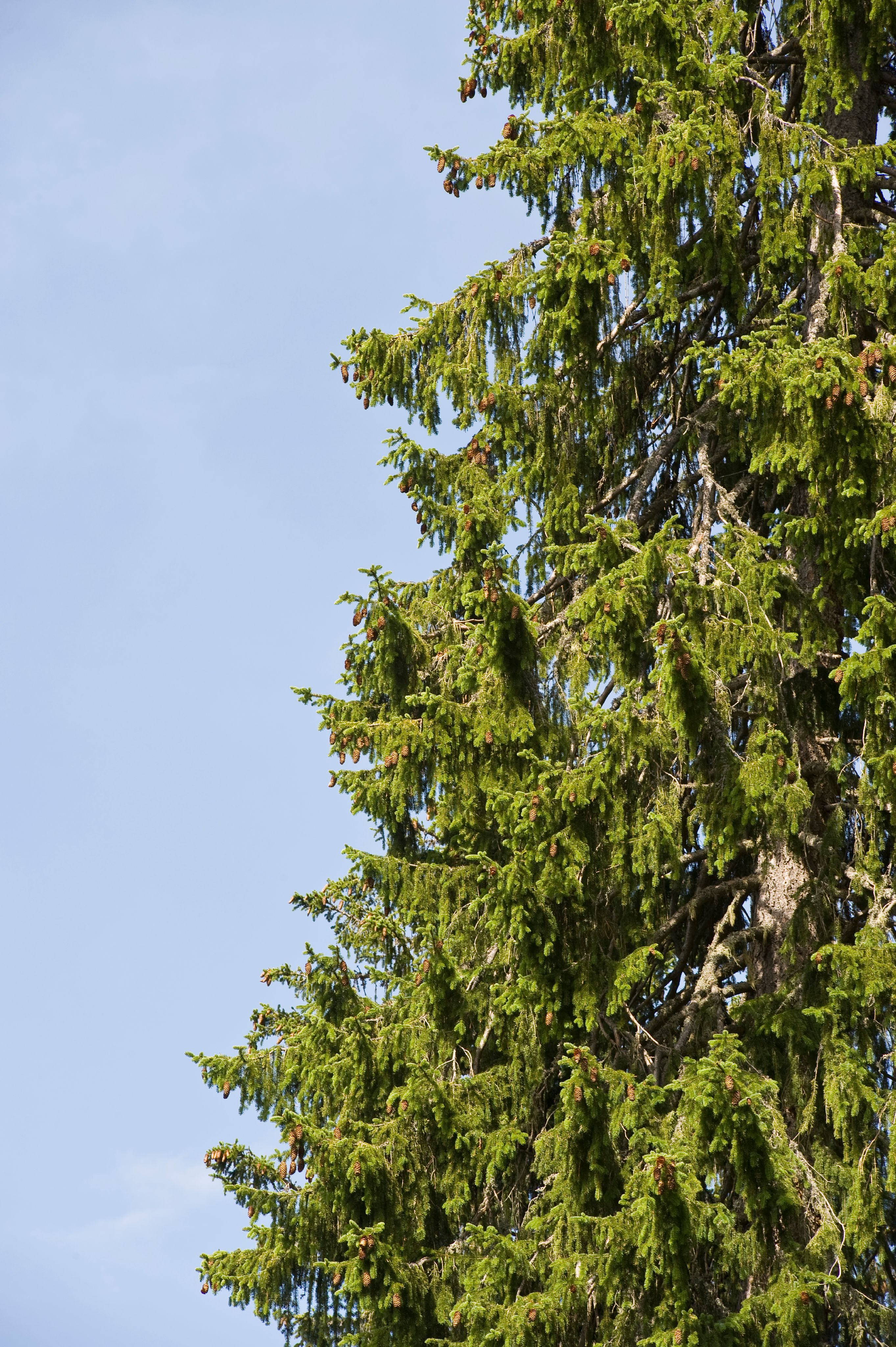 Abete rosso (foto: Othmar Seehauser)