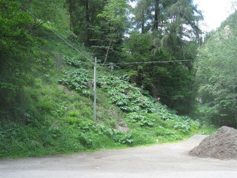 Panace di Mantegazza