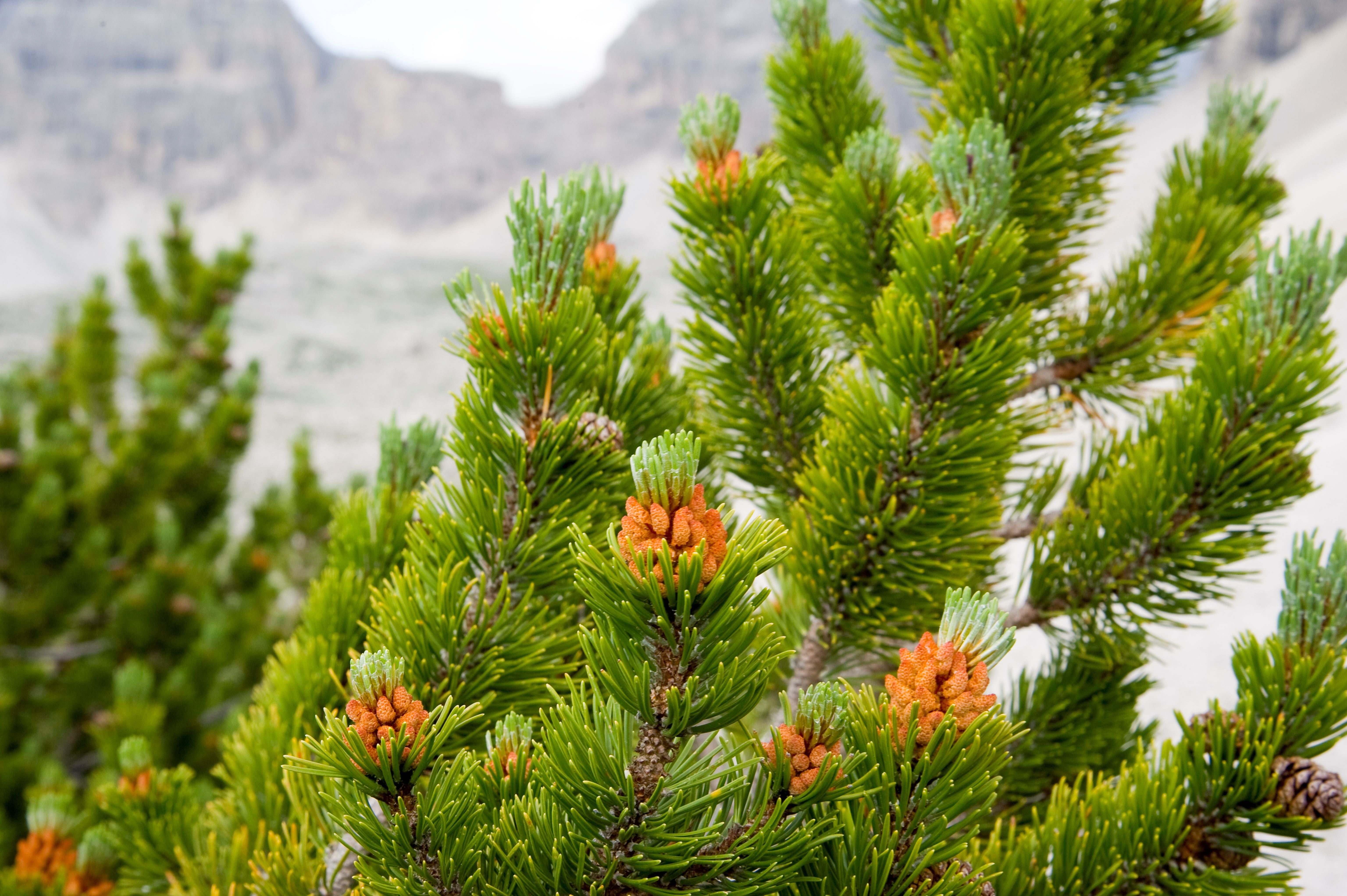 Pino mugo (foto: Othmar Seehauser)