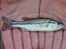 Forellenbarsch - Micropterus salmoides