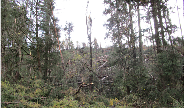 Superficie - schianto da vento, Waldheim: ottobre 2018