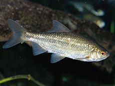 Rutilus erythrophthalmus