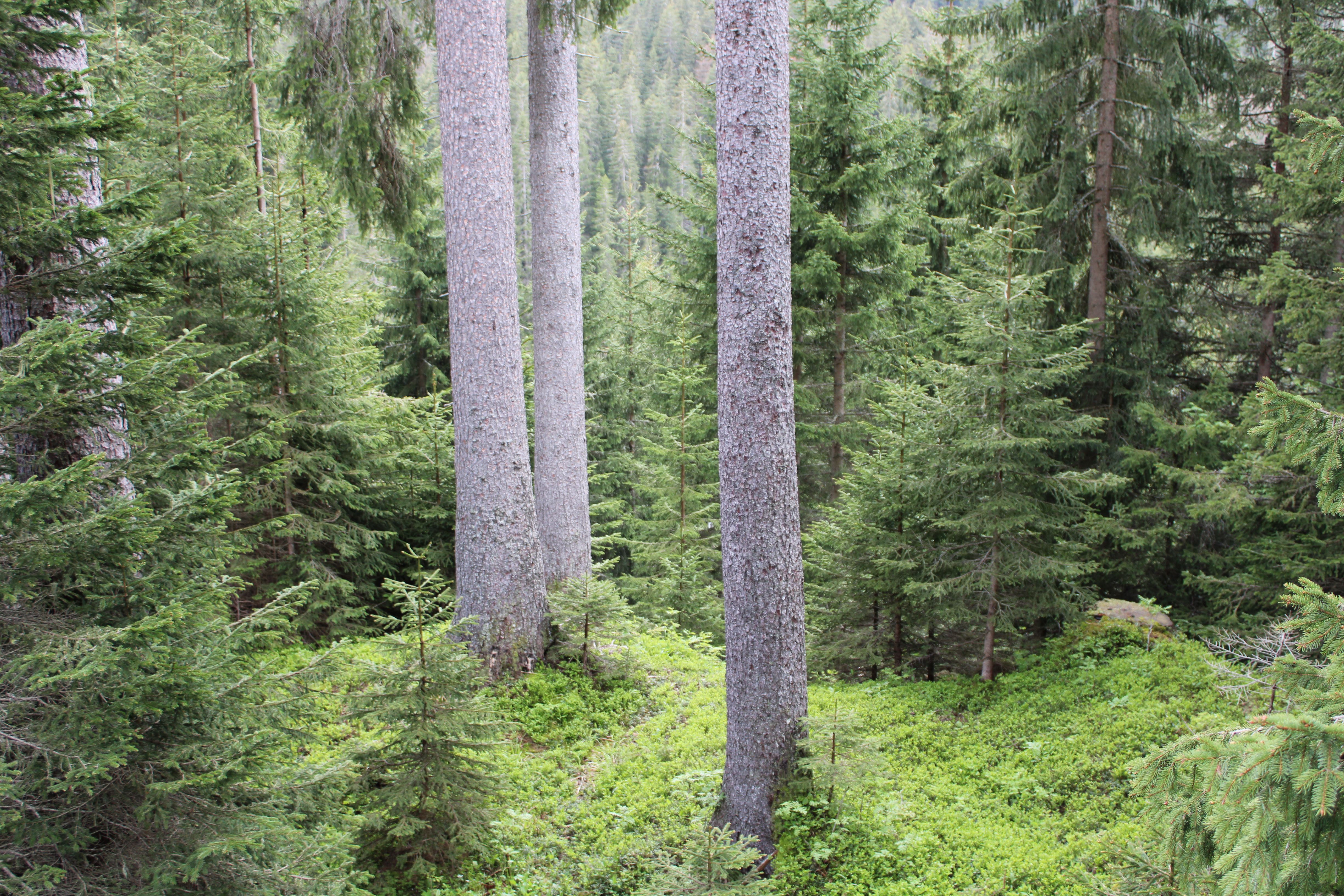 Alberi del bosco di Latemar