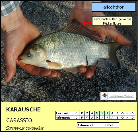 Karausche - Carassius carassius