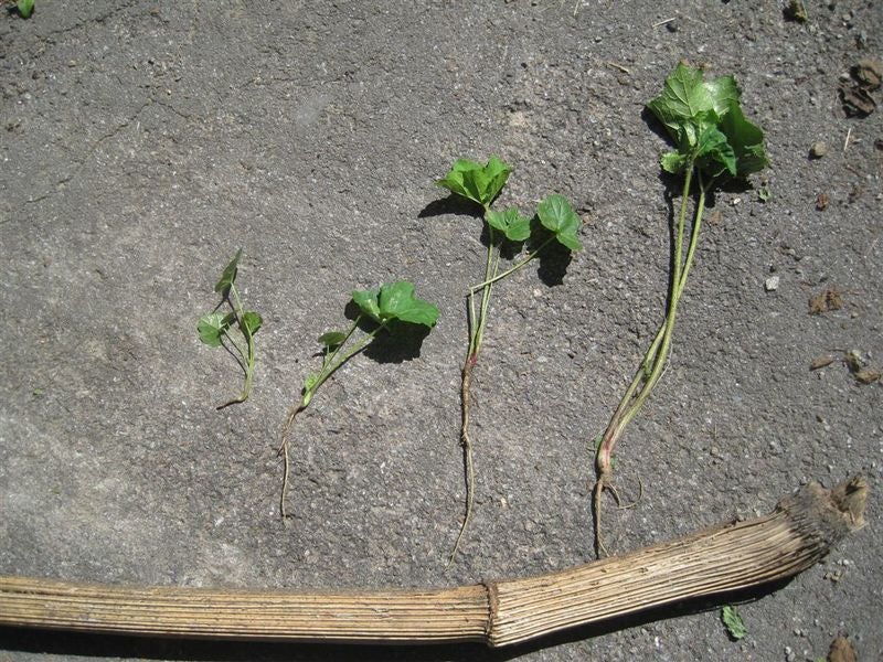 Panace di Mantegazza