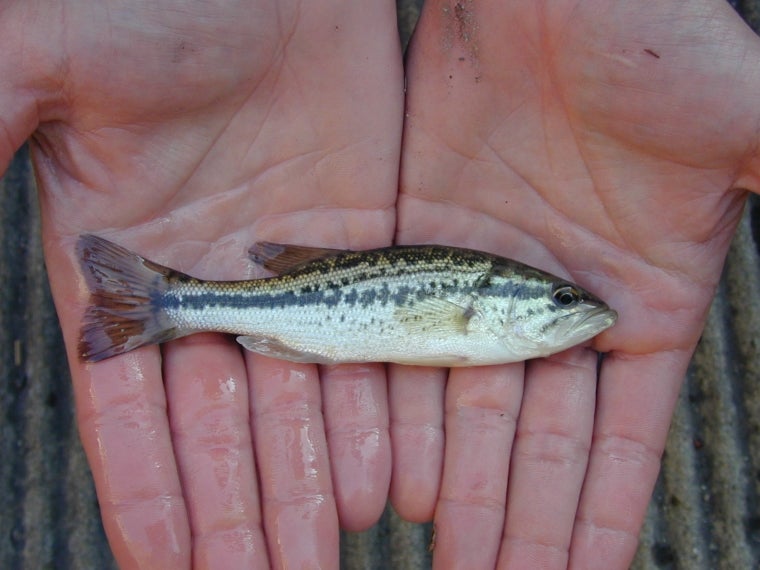 Persico trota - Micropterus salmoides