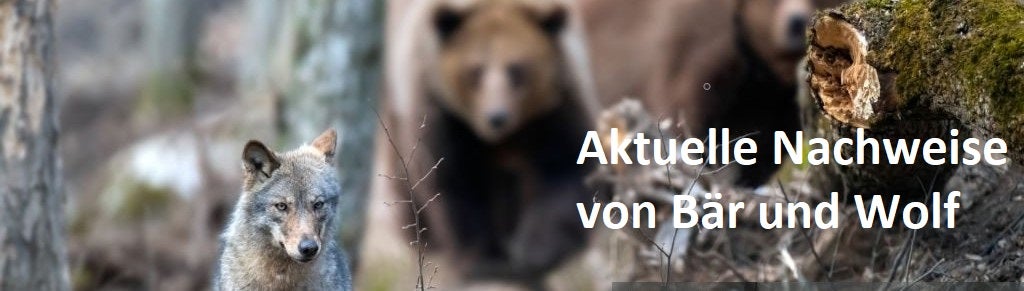 Aktuelle Nachweise von Bär und Wolf
