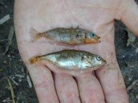 Dreistacheliger Stichling - Gasterosteus aculeatus