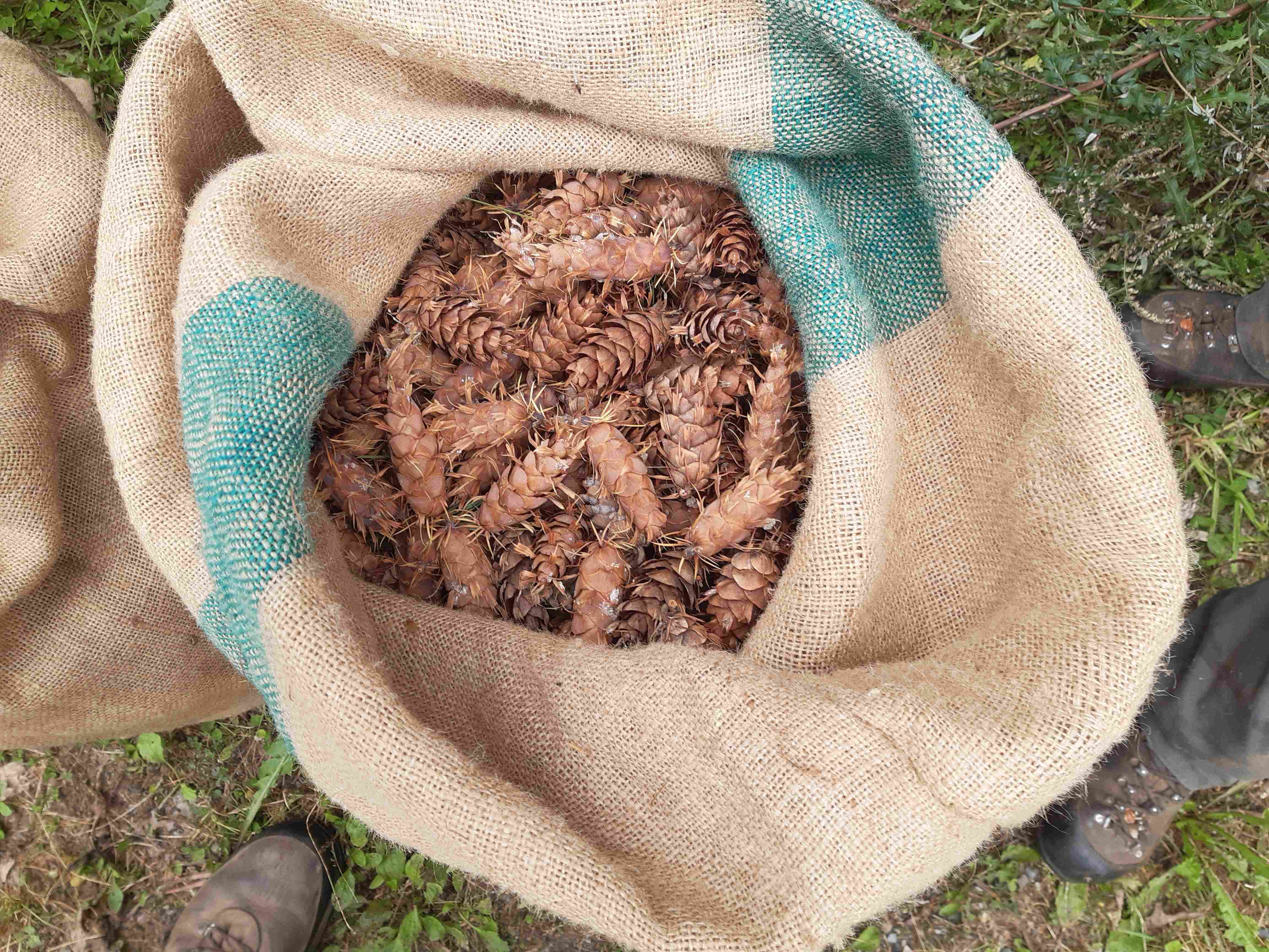 Coni in un sacco di juta