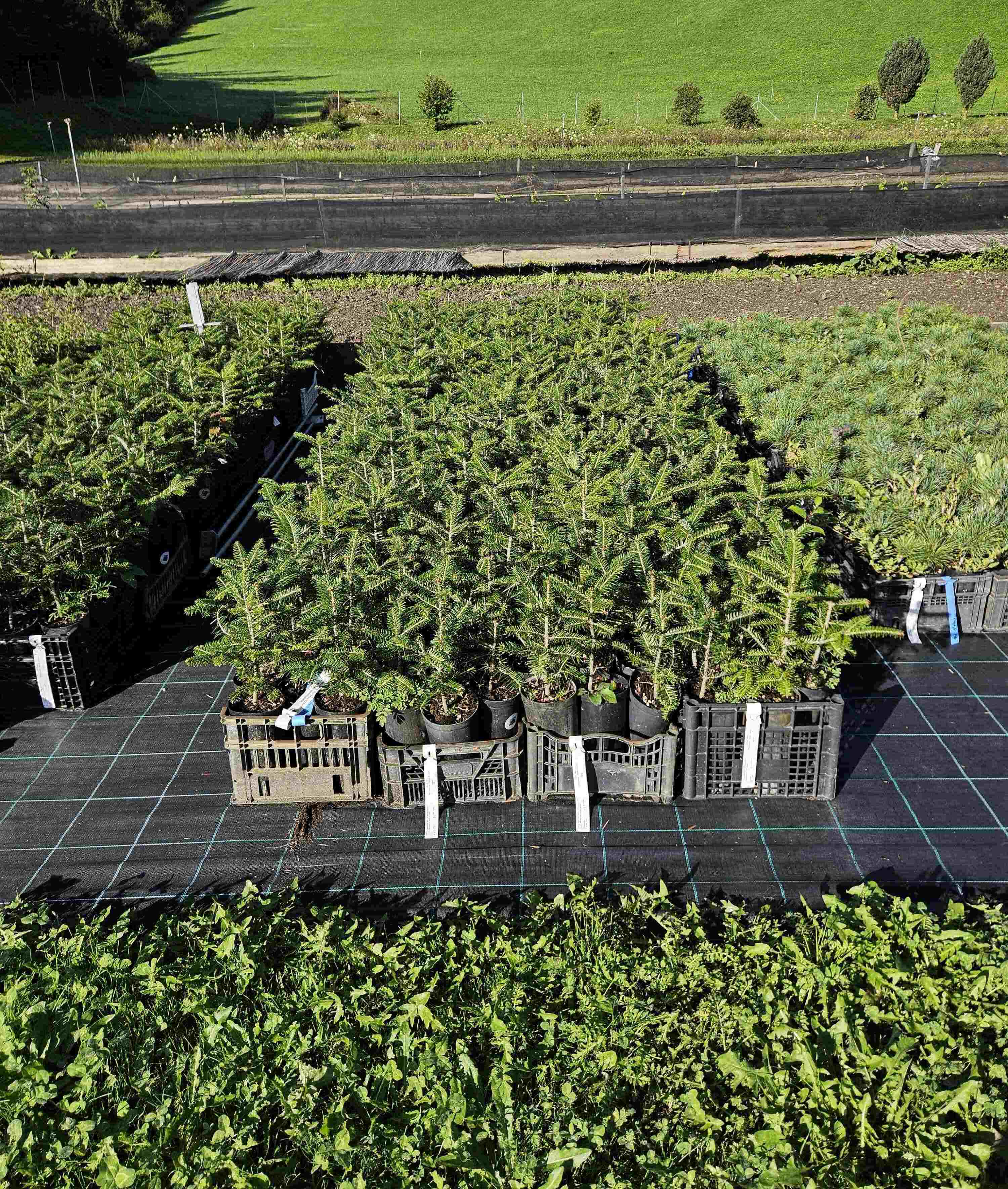 Giovani piante di abete bianco in vaso