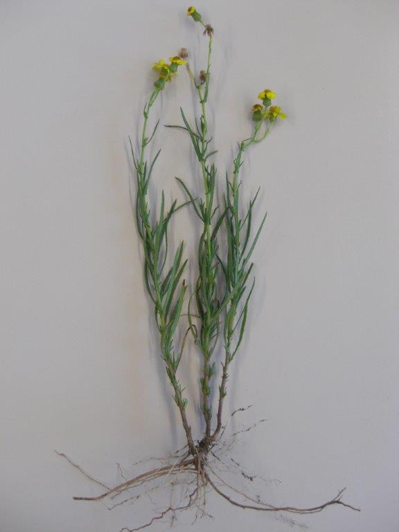 Senecione sudafricano