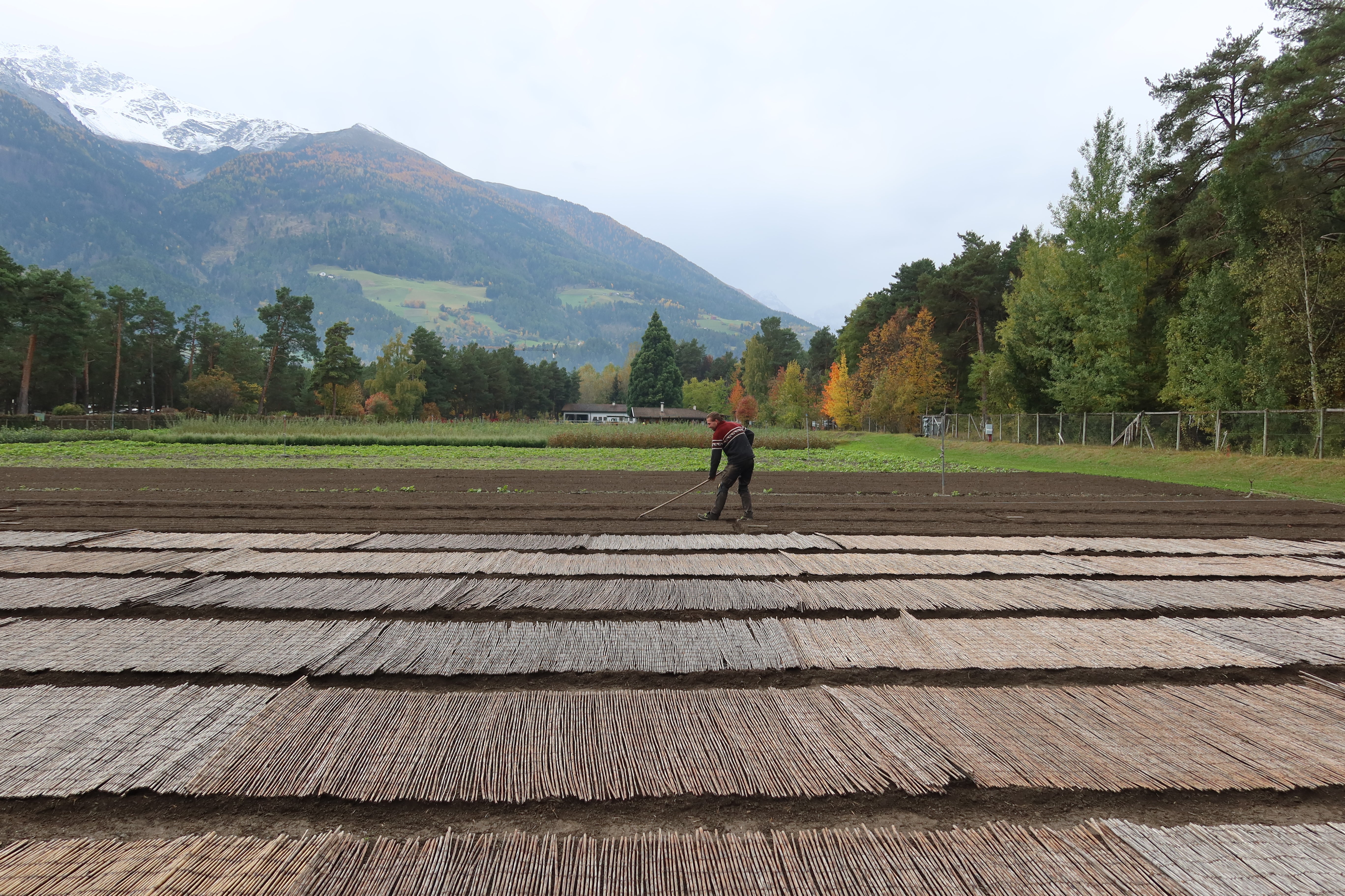 Campi di essiccazione in un vivaio forestale