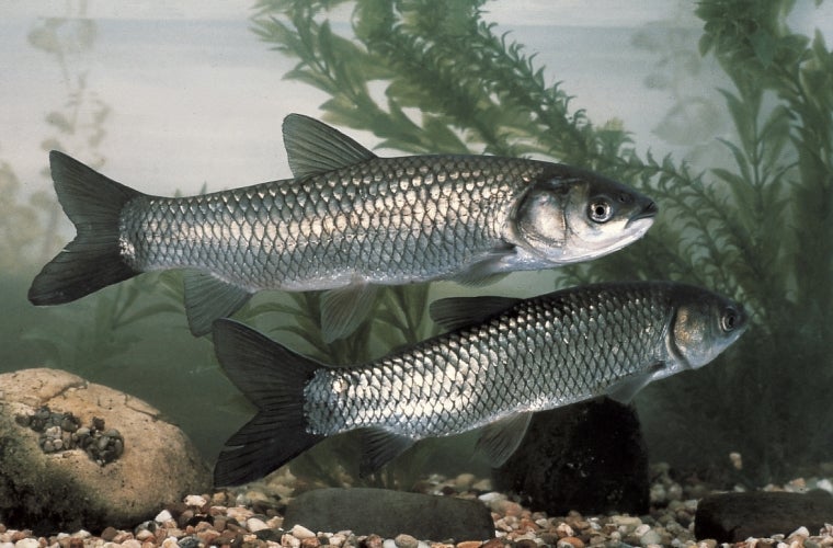 Carpa erbivoria, amur - Ctenopharyngodon idella