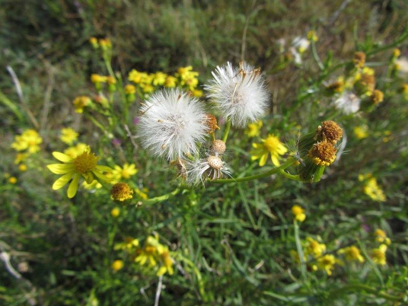 Senecione sudafricano
