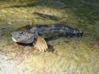 Mühlkoppe - Cottus gobio