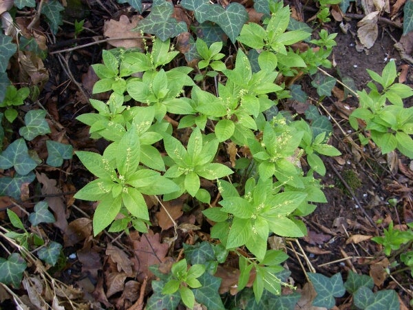 Erbe: mercorella canina