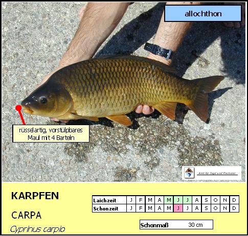 Karpfen - Cyprinus carpio