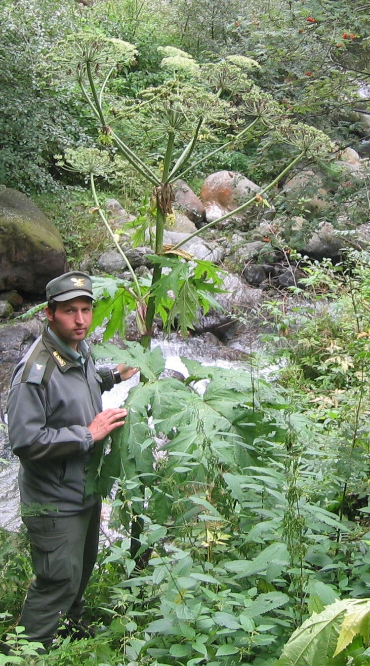 Panace di Mantegazza